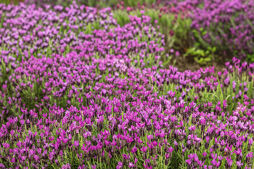 Lavender flowers after the rain