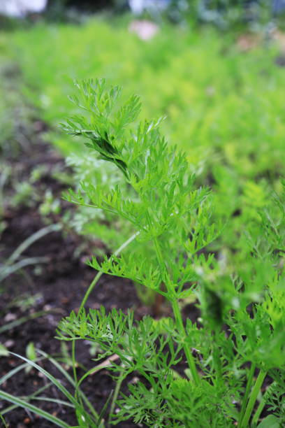 istock Carrot leaves growing in the field 1479247064