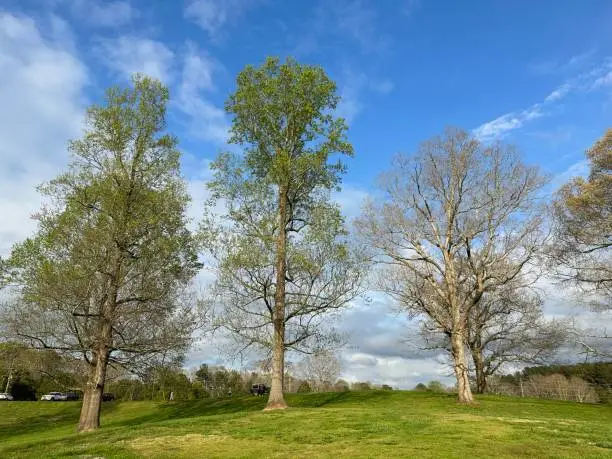 Williams Mill Greenspace