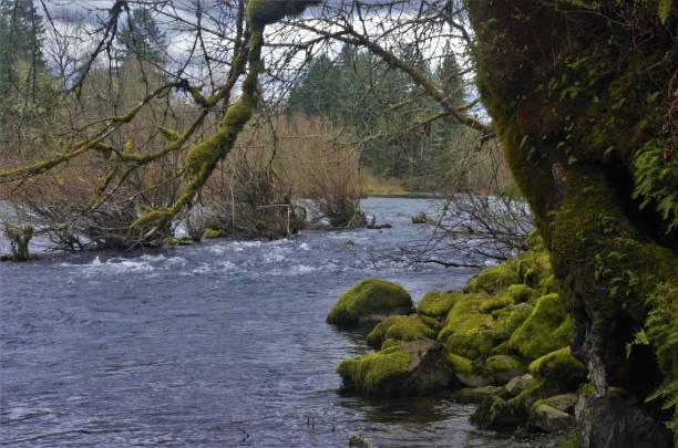 istock View of riverflowing by mossy rocks and trees 1479247789