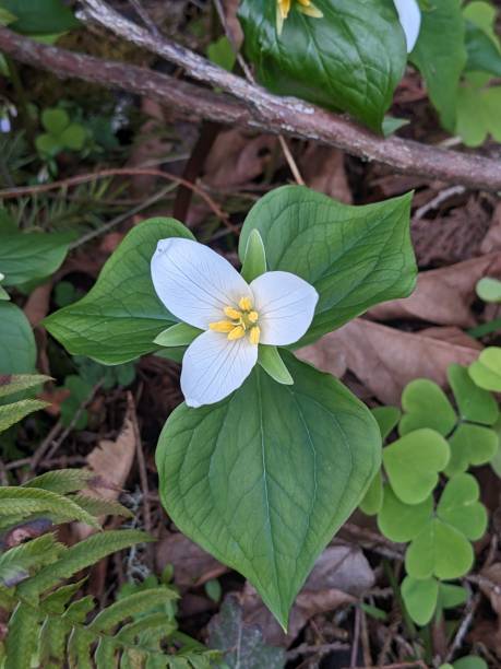 istock Single trillium flower growing out of forest floor 1479247924