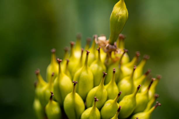 flowers captured in Bohinj valley Slovenia