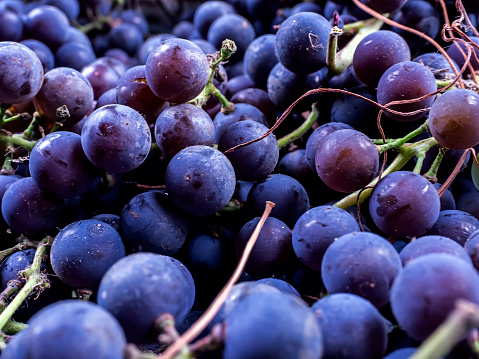fresh Isabella grapes, macro, narrow focus area