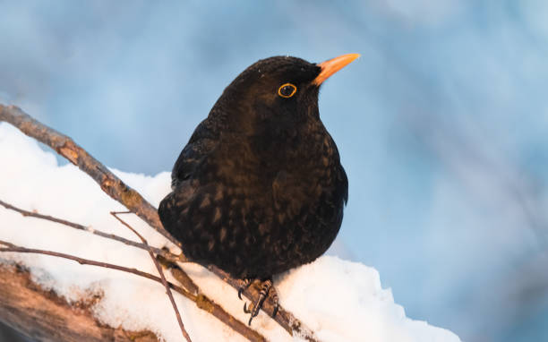 istock blackbird sits on a branch i 1479251794
