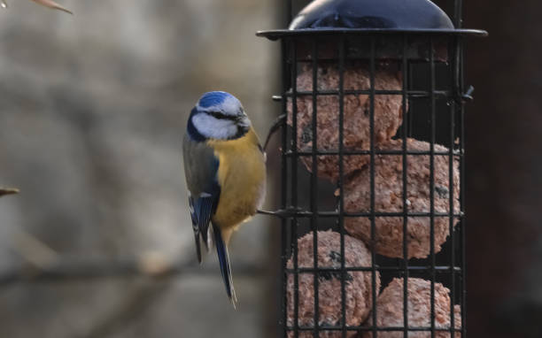 istock blue tit eating food from the feeder 1479251800
