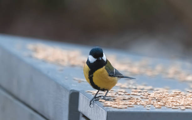 istock titmouse sits on a wooden bench 1479251813