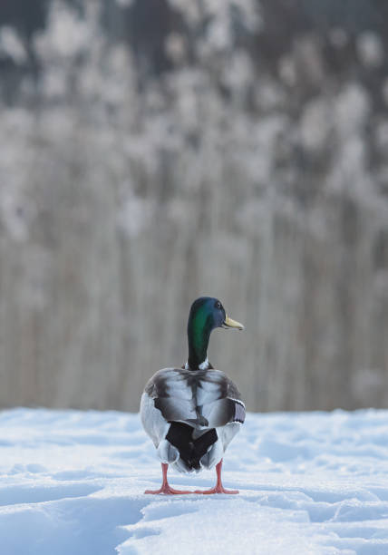 istock duck walks in the snow 1479251847