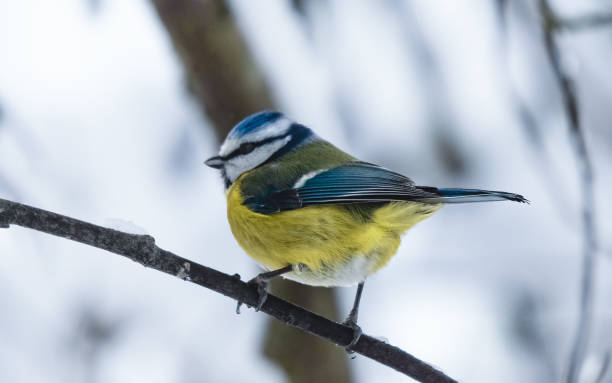 istock blue titmouse sitting on the branch 1479251855