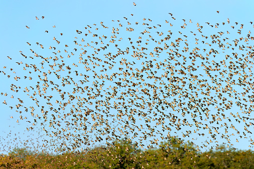 Large flock of red-billed quelea birds (Quelea quelea) flying, Etosha National Park, Namibia