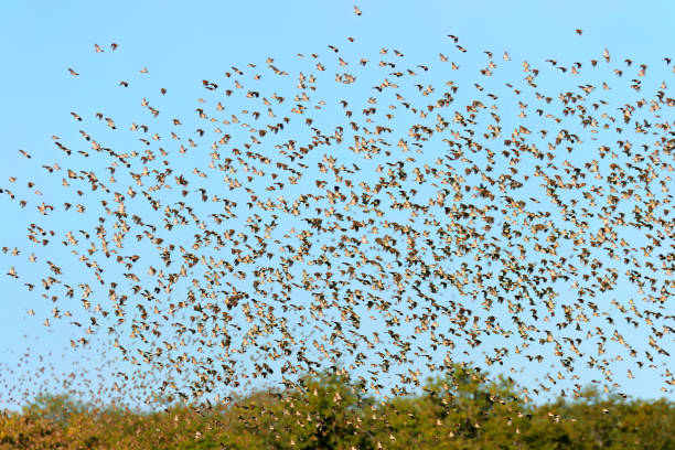 Large flock of red-billed quelea birds (Quelea quelea) flying, Etosha National Park, Namibia Large flock of red-billed quelea birds (Quelea quelea) flying, Etosha National Park, Namibia flock of birds red billed weaver bird weaverbird africa stock pictures, royalty-free photos & images