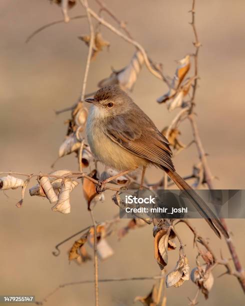 Plain Prinia Or Prinia Inornata Observed Near Nalsarovar In Gujarat India Stock Photo - Download Image Now