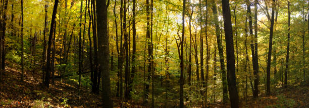 panorama de hojas amarillas brillantes en el sur de illinois - shawnee national forest fotografías e imágenes de stock