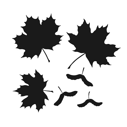 Set of silhouette  maple and seeds. Hand drawn autumn vector illustration.