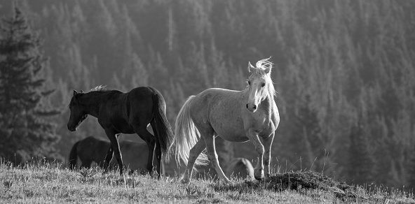 Wild palomino wild horse stallion in the Rocky Mountains of the western United States - black and white