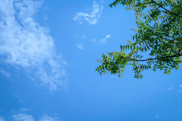 istock Neem tree wonderful blue sky background image at Gazipur 1479259054