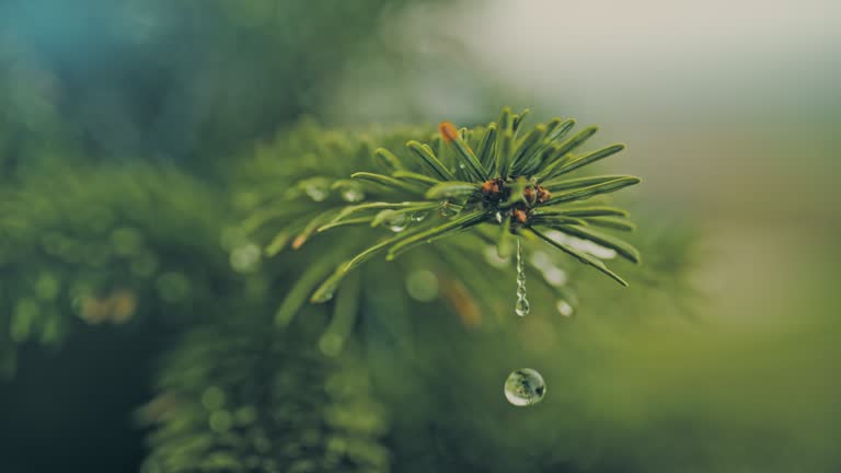 SPEED RAMP SLO MO raindrop falling from wet green fir tree branch