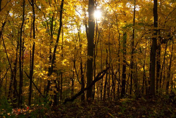 bosque dorado en el sur de illinois - shawnee national forest fotografías e imágenes de stock