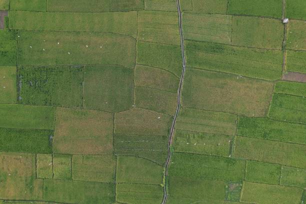 istock aerial view of paddy field 1479261648