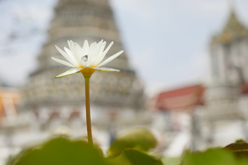 Lotus water lily. Close-up of white flower against old temple in Bangkok.
