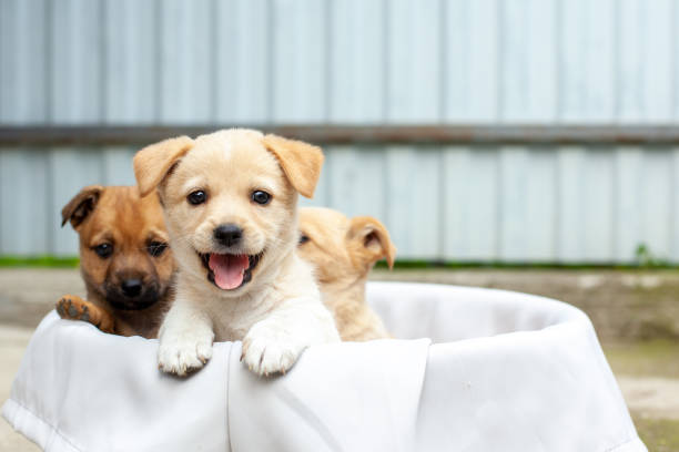 istock small cute dogs in the yard 1479262228