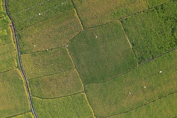 istock Aerial View of Green Paddy Field 1479263168