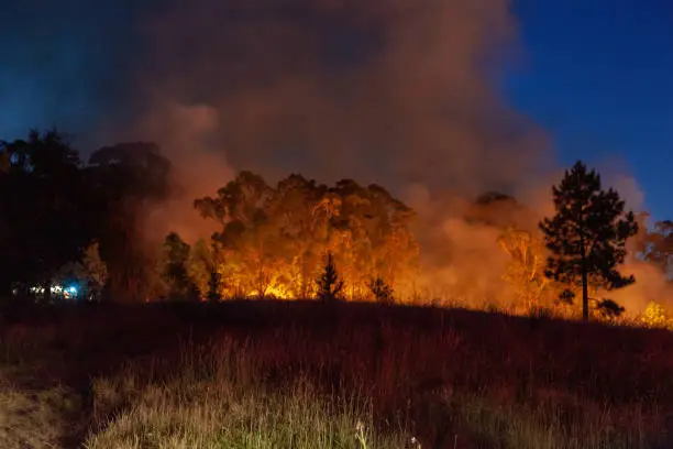 Wide shot of raging wildfire grassfire with emergency vehicle lights in background. Inspiration image for bushfire warning, summer bushfire warning poster or meme in portrait format