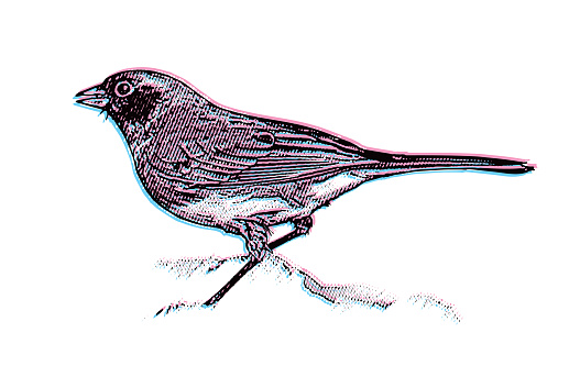 Dark-Eyed Junco cut out on white background with Glitch Technique