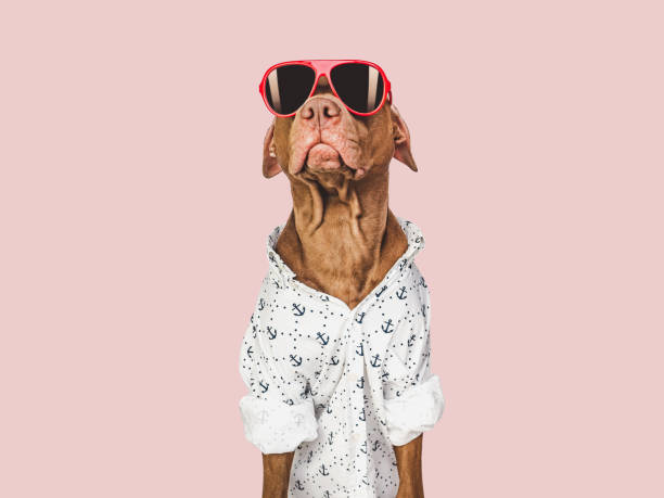 istock Lovable, pretty brown puppy and red sunglasses 1479265620