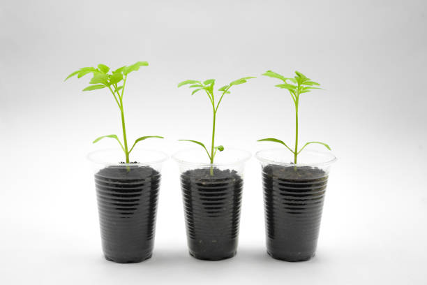 istock young tomato seedling with leaves and roots close up side view 1479266719