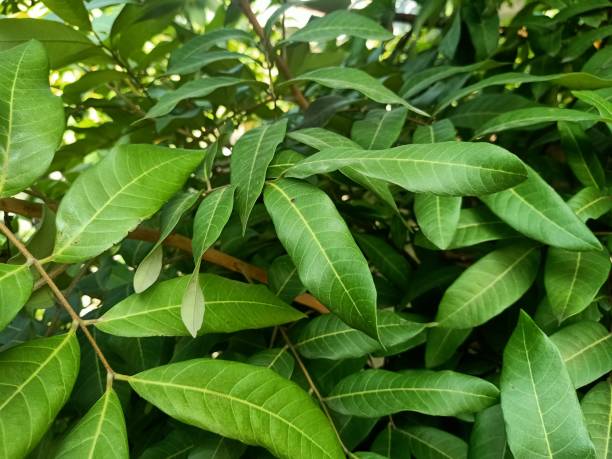 istock Close up view of dragon eye fruit plant 1479268705