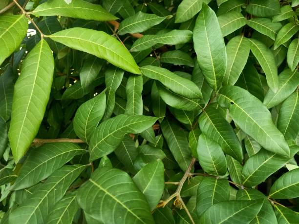 istock Close up view of dragon eye fruit plant 1479268717