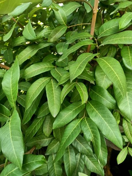 istock Close up view of dragon eye fruit plant 1479268730