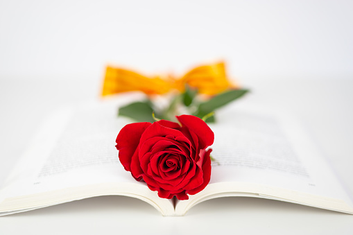 Close up red rose and ear of wheat in an opened book for Diada de St Jordi. Catalan book and rose flower day. Horizontal copy space with white background.