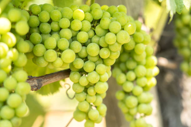 vinhedo em saint emilion, frança - bottle bordeaux green wine - fotografias e filmes do acervo