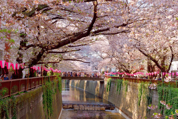 cherry blossom viewing (hanami) au-dessus de la rivière meguro à tokyo - rivière meguro photos et images de collection
