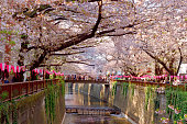 Cherry Blossom Viewing (Hanami) over Meguro River in Tokyo