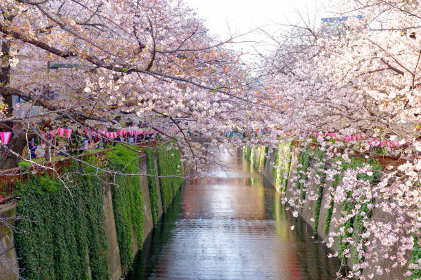 istock Cherry Blossom Viewing (Hanami) over Meguro River in Tokyo 1479270468