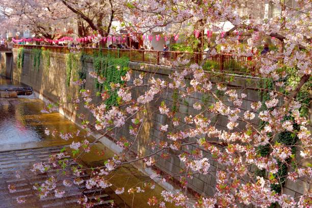 istock Cherry Blossom Viewing (Hanami) over Meguro River in Tokyo 1479270546