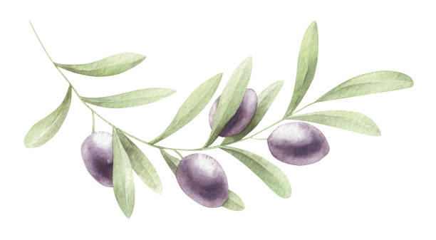 Watercolor olive branch isolated on white. Watercolor olive branch isolated. Botanical illustration. olive branch stock illustrations