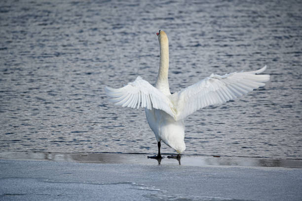istock mute swan standing on ice near water 1479272617