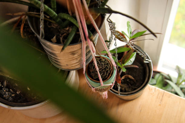 istock Close up of potted plants hanging on window 1479274125