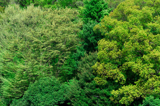 Hight angle view of lush foliage fresh young leaves in springtime with sunlight.