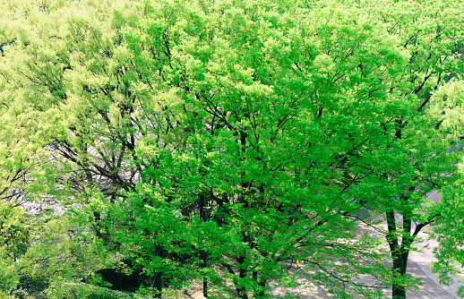 Hight angle view of lush foliage fresh young leaves in springtime with sunlight.