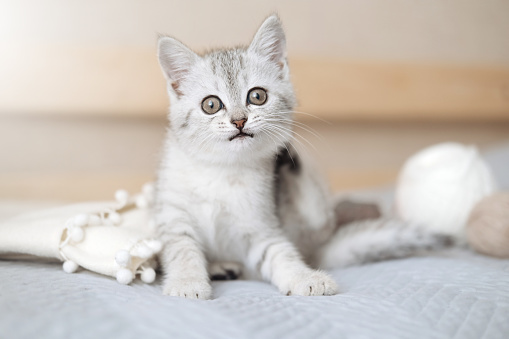 Scottish fold tabby light gray striped kitten sitting on light blanket and looking at camera. Cute funny pet. Concept of pet care. Selective focus