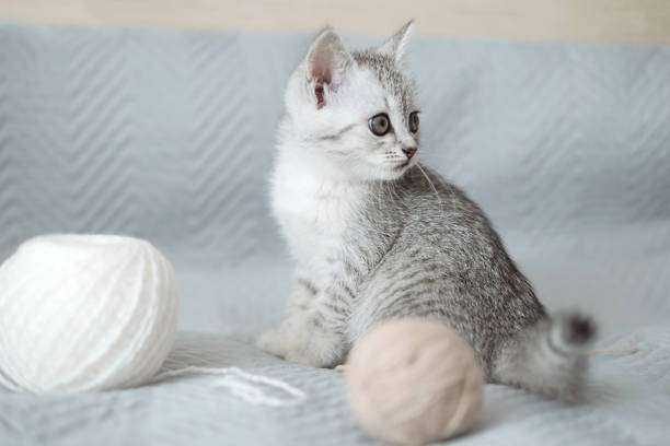 Scottish fold tabby light gray striped kitten sitting on blanket on bed and playing with balls of thread. Cute funny pet. Concept of pet care. Selective focus