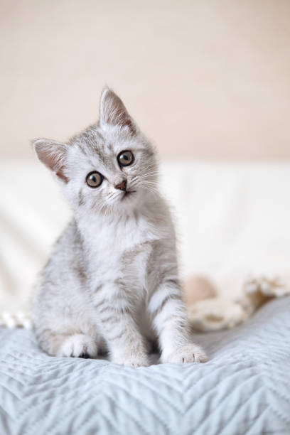 istock Scottish fold tabby light gray striped kitten sitting on light blanket and looking at camera. Cute funny pet. Concept of pet care. Selective focus. Vertical photo. 1479280029