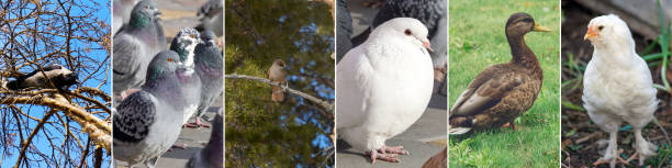 istock Collage of different birds, crow, pigeon, duck, chicken and others. Horizontal format 1479280772