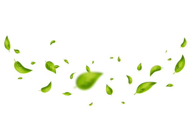 istock Green flying leaves.  Leaf falling on white background. Wave foliage ornament. Vegan, eco, design element. Organic frame. Cosmetic pattern border. Fresh tea banner. Beauty product. Vector illustration 1479281122