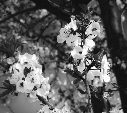 Blossoming tree branches on blurred background. Minimal horizontal composition, black and white springtime natural beauty concept