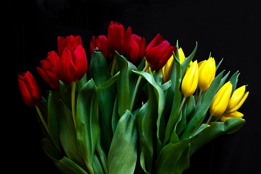 A bouquet of red and yellow colored tulips on black background